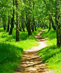 Path through forest