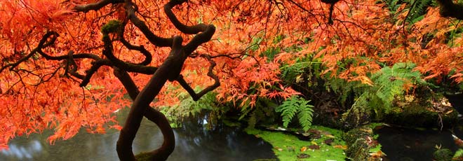 Japanese Maple