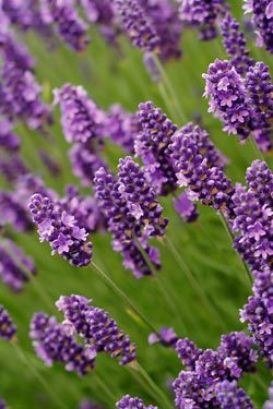 Lavender plants in field