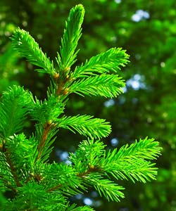 Branch from evergreen