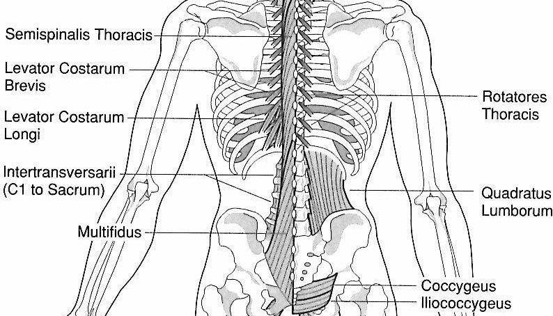 Acupuncture Needle Placement Chart