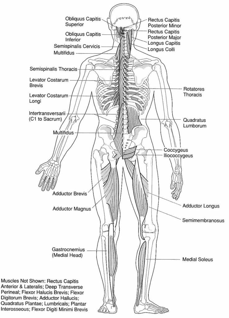 Acupressure Points Leg Chart