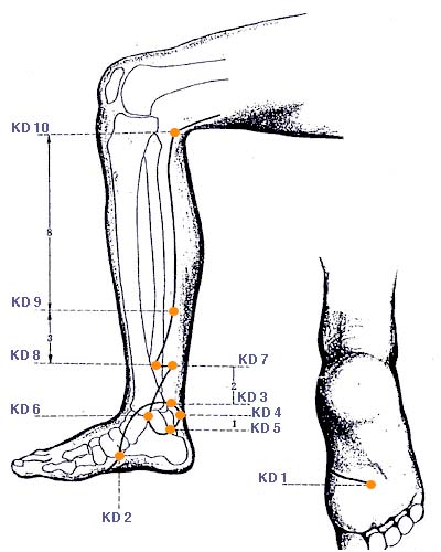 Leg Acupressure Points Chart