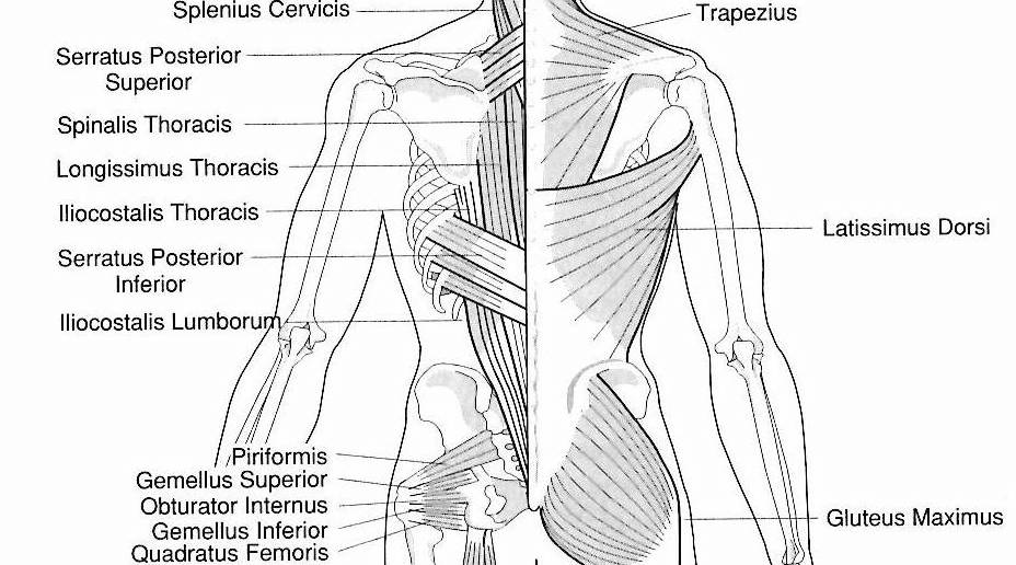 Acupuncture Placement Chart