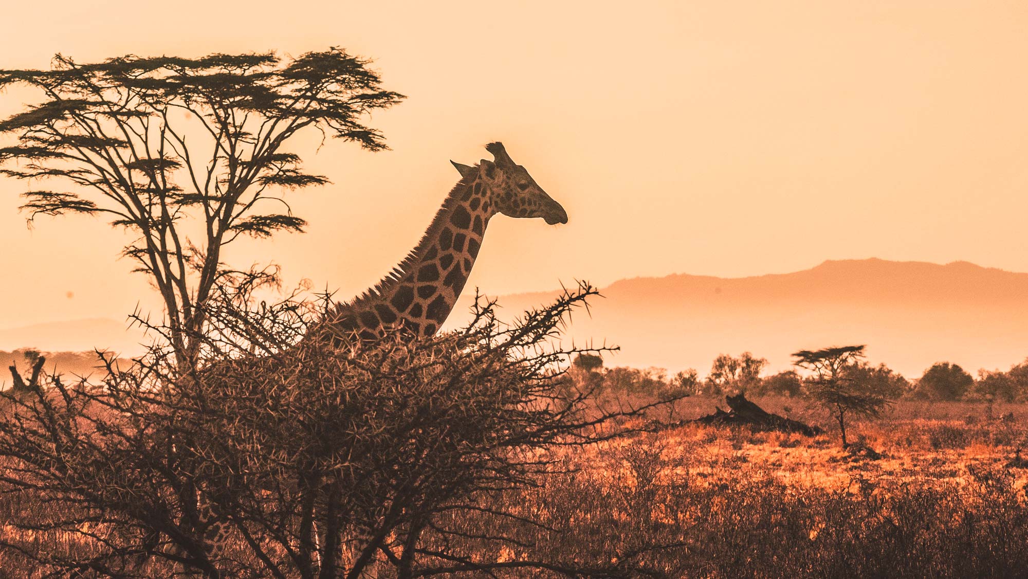 How acupuncture works for neck pain by Transformational Acupuncture