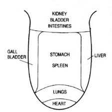 Tcm Tongue Diagnosis Chart