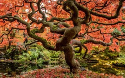 Seasonal Series: Fall