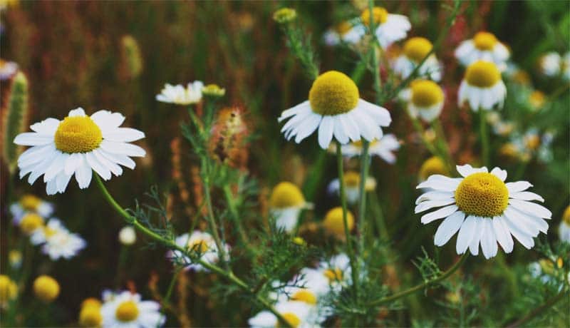 Transformational Acupuncture - Herbal Medicine