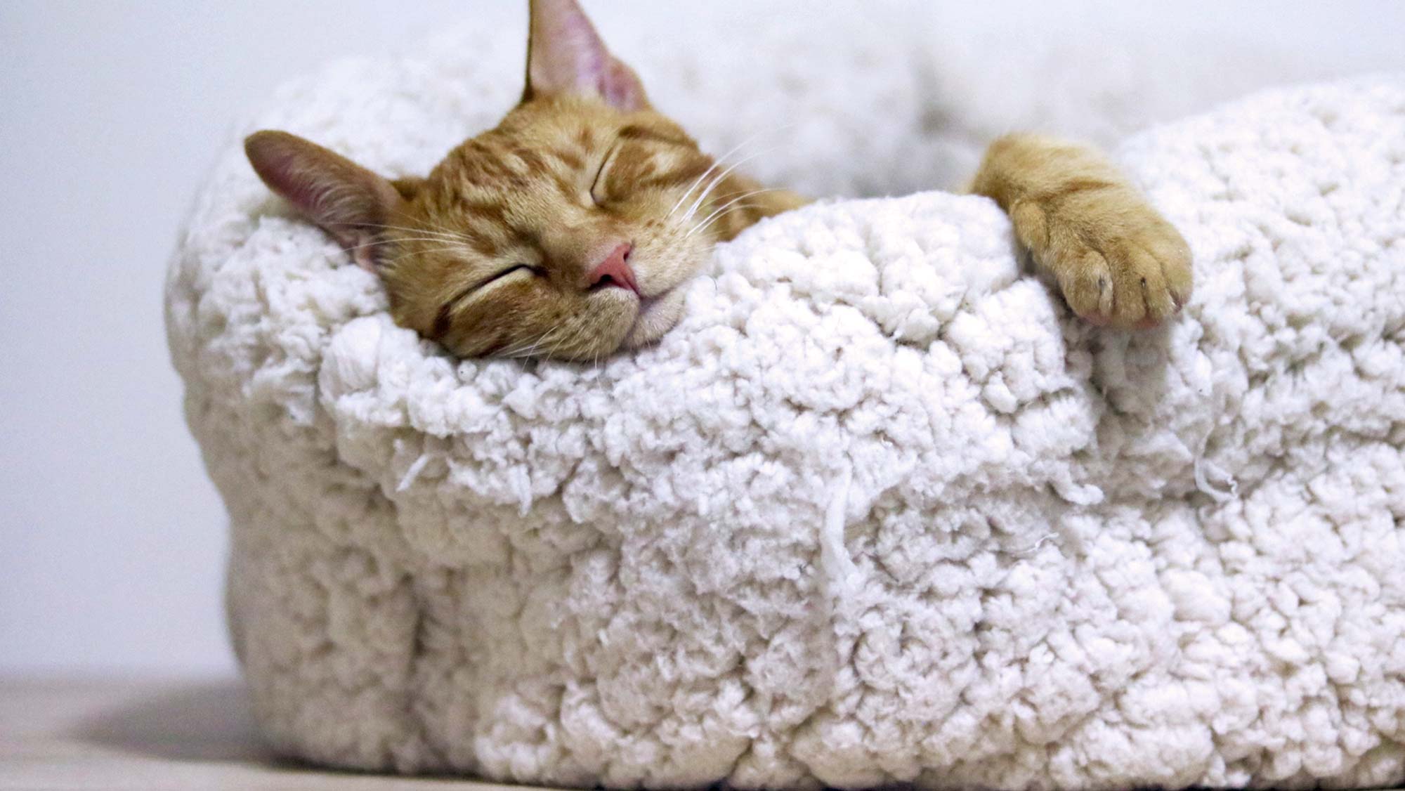 Acupuncture for Low Energy & Fatigue • Transformational Acupuncture