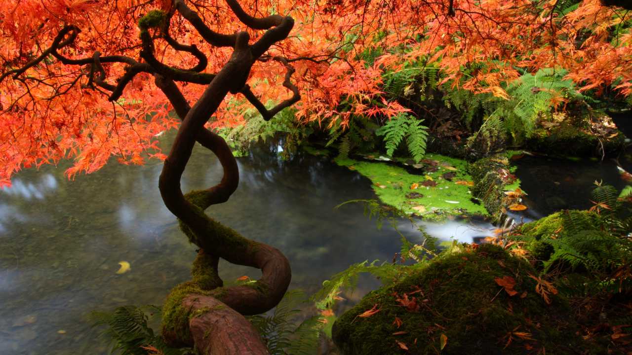 Transformational Acupuncture Transformational Acupuncture